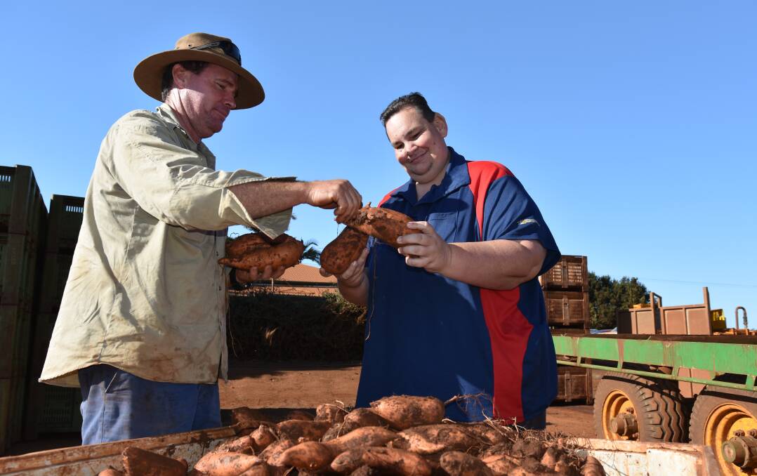 TOP CROP: Hummock sweetpotato grower Russell Mortimer and Lindsay Rural Bundaberg  account manager, Geoff Turner, look over some of the family’s latest produce.