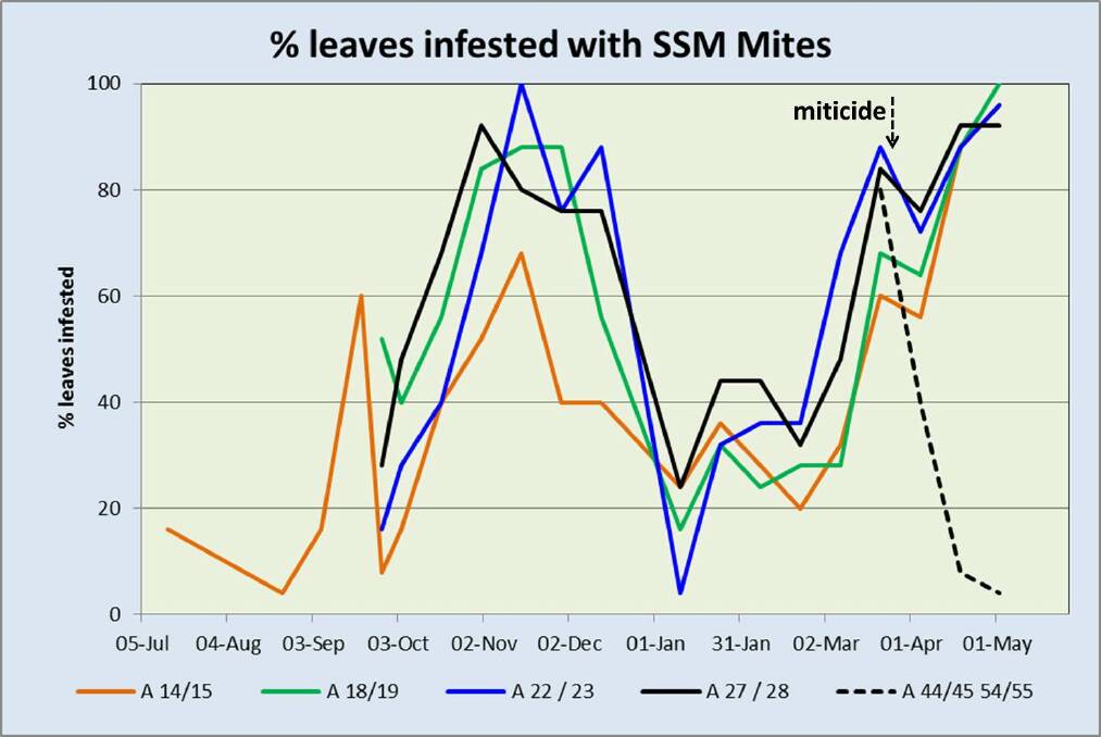 PHOTO 5: This graph indicates the typical fall in six-spotted mite abundance over summer in avocado orchards in Western Australia, a time when controls such as release of predatory mites could be considered.