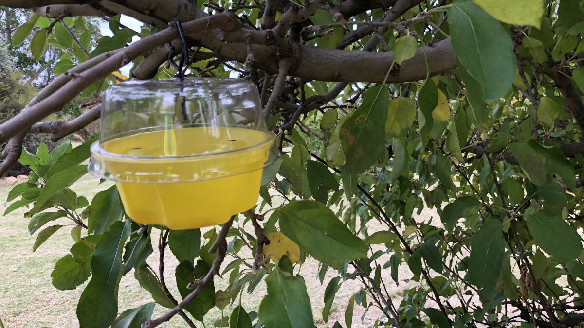AWARENESS: Sunraysia residents are reminded to monitor their fruit fly traps weekly and also remove all fruit left hanging on tree from autumn. 