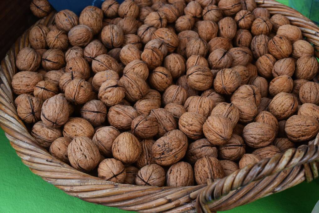 FRESH SAMPLE: A sample of the high quality nuts from the Lyons family’s Otway Walnuts business at Bambra, Victoria.