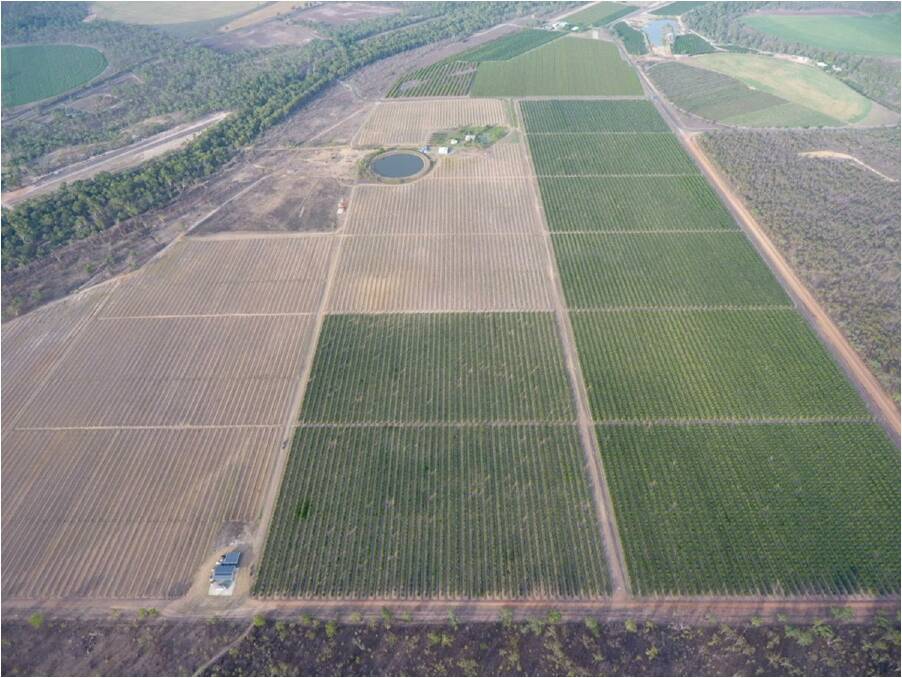 SPREAD: The Dimbulah farm is 120ha with 100ha planted to lemons and limes.