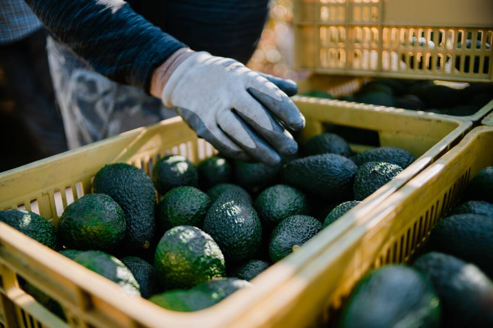 Researchers say there is still scope for improvement for many useful avocado characteristics such as tree height, architecture and resistance to pests and diseases. Picture supplied