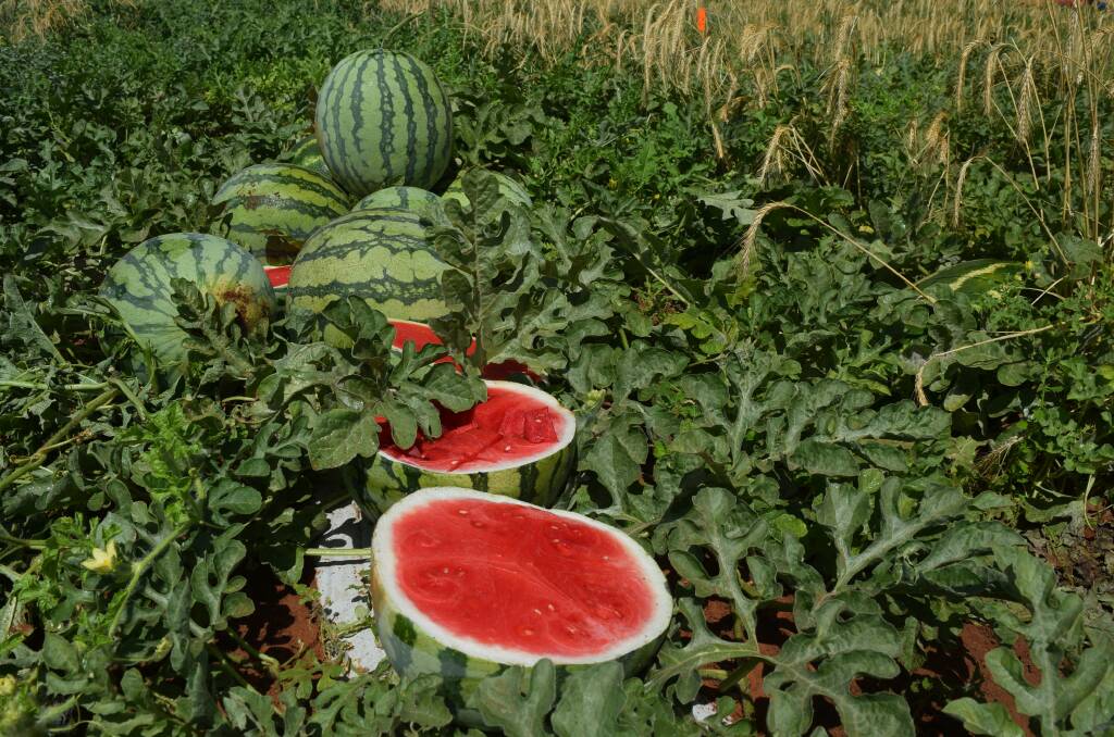 COMING: This year's Australian Melon Conference will take place in Western Australia from March 30 to April 1. 