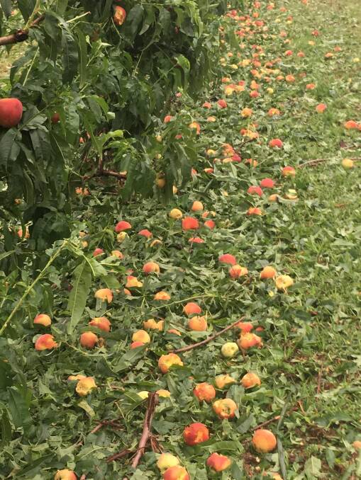 GROUNDED: Peaches were pelted to the ground during the storm supercell. 