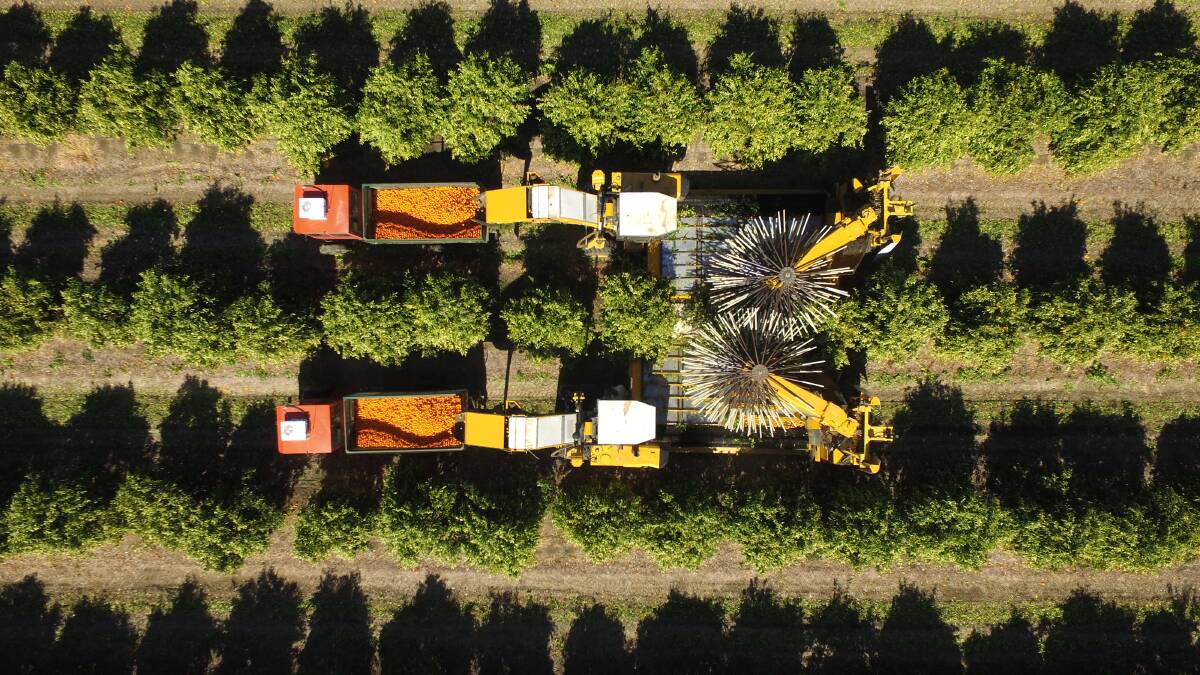 EXPANSION: The Grove Corporation's current 400ha plantings will produce about 11,000 tonnes of fruit this year from 240,000 trees, climbing to 20,000 tonnes at tree maturity.