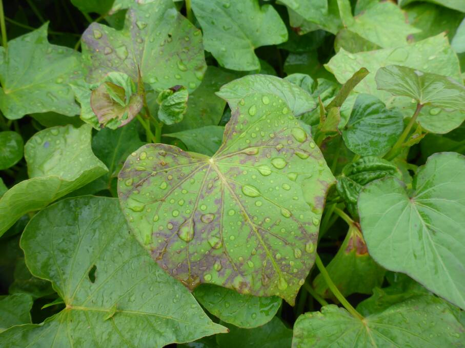 BAD SIGN: Symptoms of sweetpotato feathery mottle virus in a grower's plant bed.