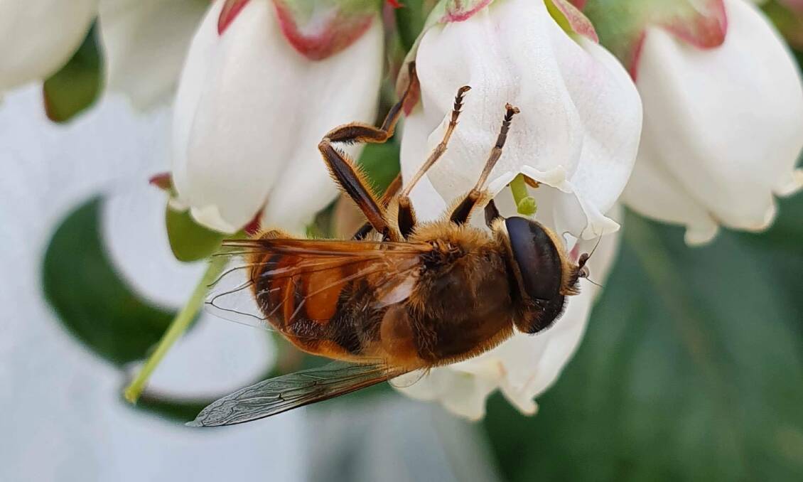 The common fly species, Eristalis tenax, is being trialled as a pollinator within the blueberry industry in the Coffs Harbour area. Picture by Abby Davis, UNE