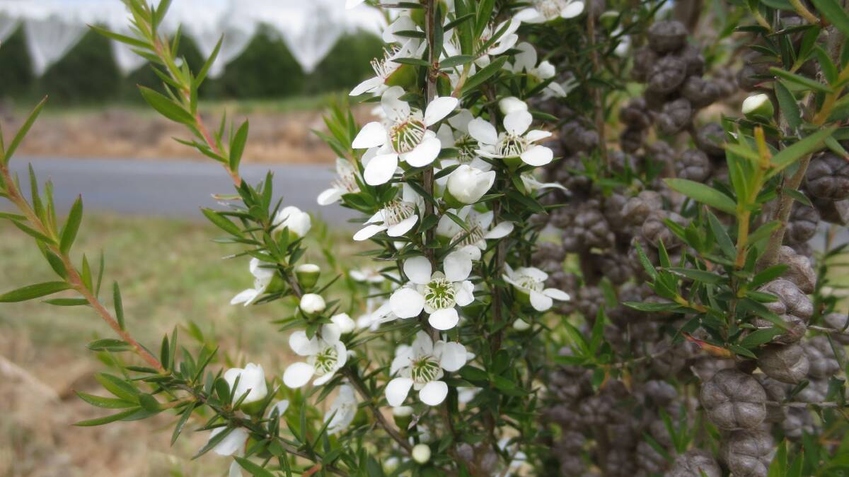 HELP: A prickly tea tree can help attract beneficial insects.
