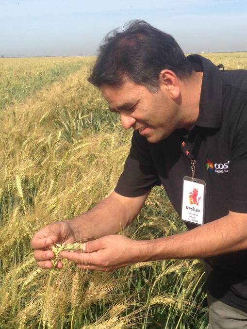 CLOSE LOOK: Keshav Timalsena examining wheat in the Sonora Valley of Mexico during the Nuffield Global Focus Program (GFP) group tour.