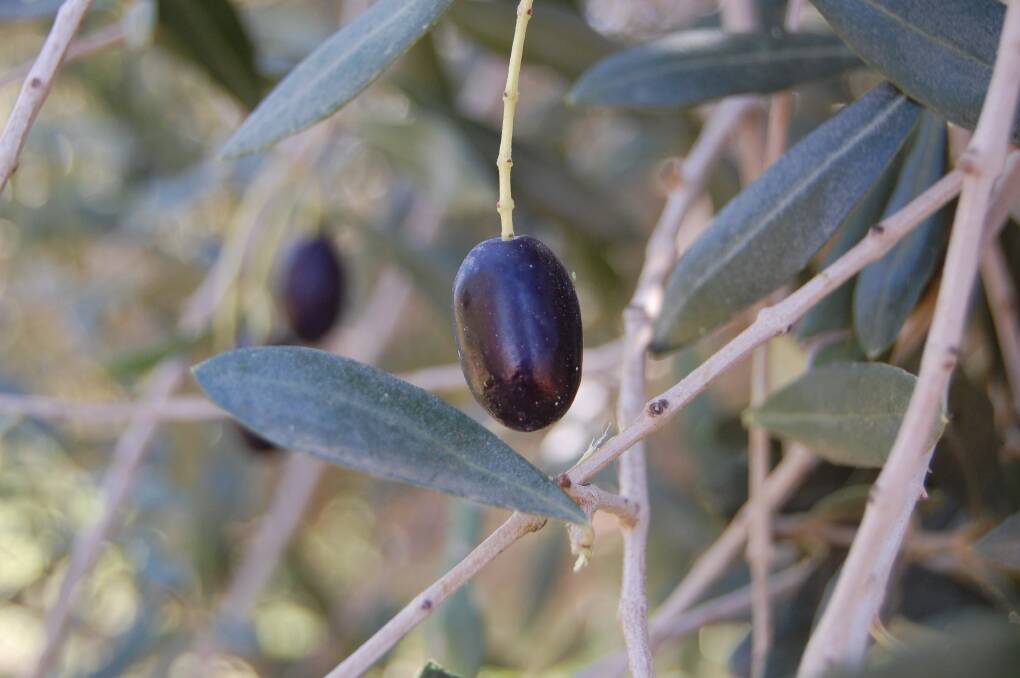 When do olive trees fruit in australia