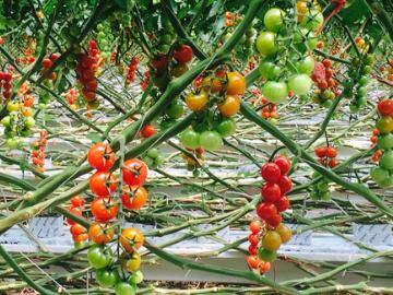 HEALTHY: Some of the thriving tomato crops at P'Petual Farms. 
