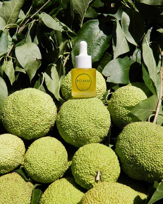 
NEW PROJECT: Pomifera Oil is extracted from the seeds of the Hedge Apple on the Osage orange trees.