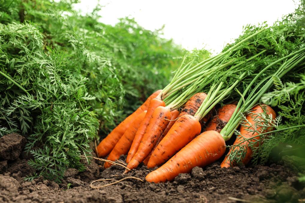 The humble carrot ticks several boxes when it comes to a healthy snack. Picture Shutterstock