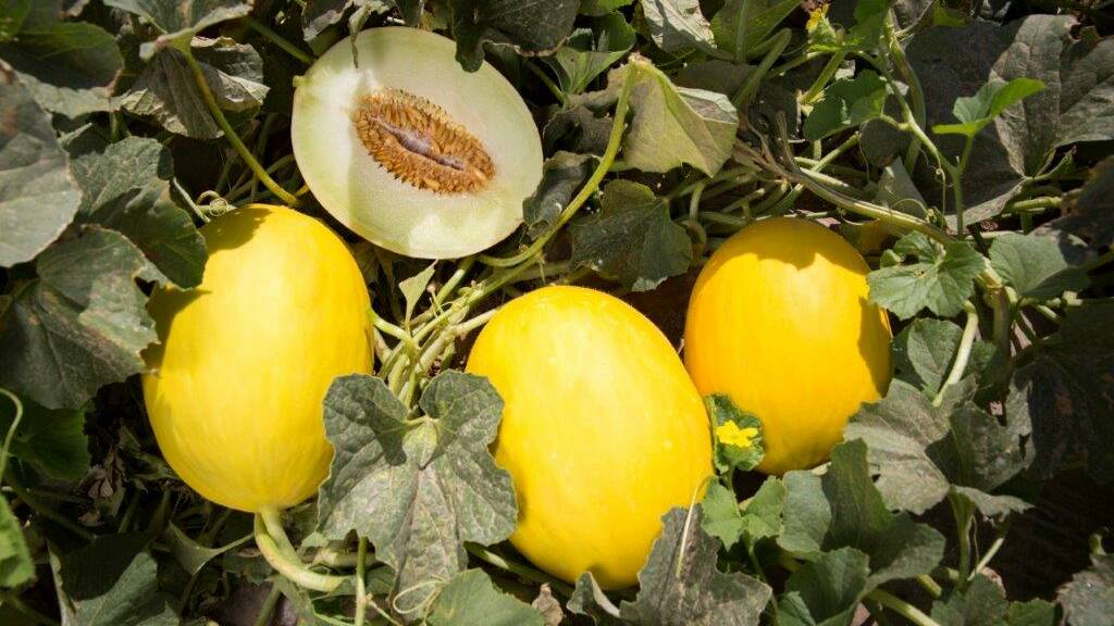 GLOWING: Gladial RZ is one of the new melons showing good promise for Australian growers. 