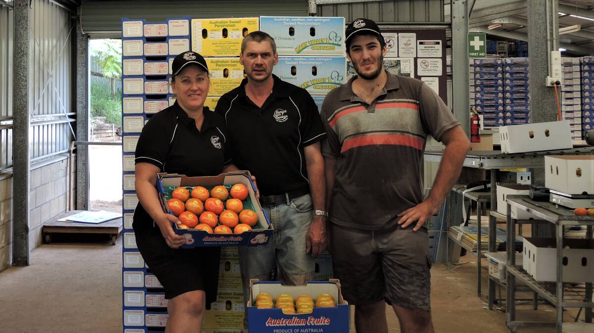 HEALTHY: Kylie, Mick and Patrick Carr showing off some of their persimmon output which has been helped by the Fruition system. 