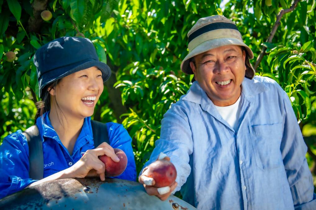 NEEDED: With the reduced number of seasonal workers in the country, Fruit Growers Victoria is asking Victorians to help out by picking fruit for the summer. 