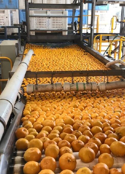 TOP: The Nutrano Produce Group is reporting a high quality mandarin harvest this year. 
