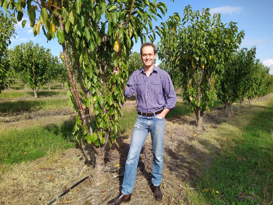 BUMPER: Cherry Growers Australia president, Tom Eastlake, says a large crop is expected for this coming season due to favourable growing conditions during winter. 