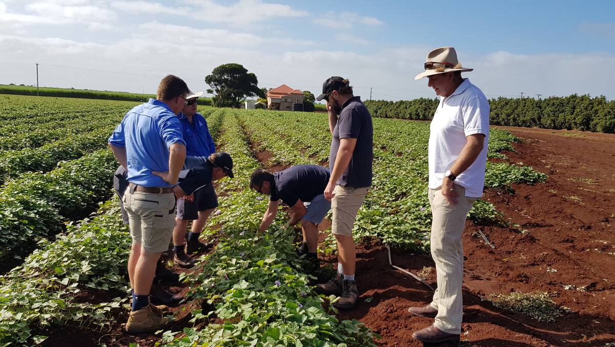 FIELD TRIAL: Adama technical and commercial staff discussing nematode control in a Bundaberg sweetpotato crop. Adama recently launched the nematicide, Nimitz.