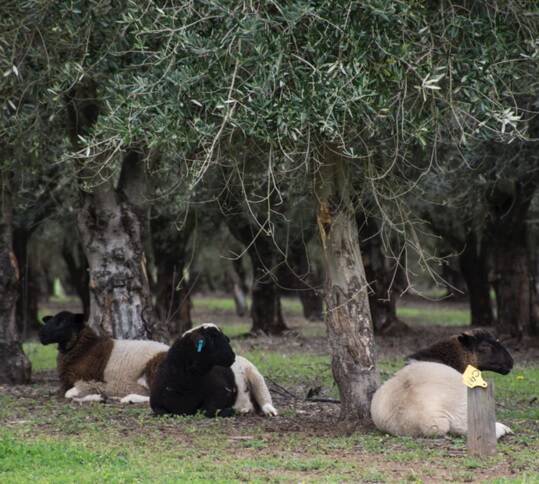 Lambs at Pukara Estate, Upper Hunter Valley, NSW, graze under the olive trees. Picture supplied