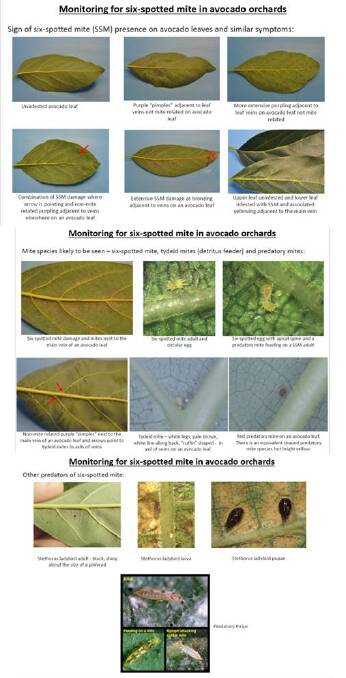 PHOTO 4: A monitoring guide for avocado growers to assist them in recognising six-spotted mite (SSM), look-alike species, characteristic damage to avocado leaves by SSM and look-alike symptoms as well as the key natural enemies of SSM.