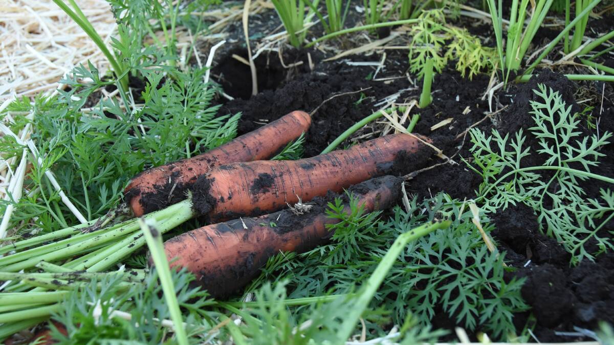 LOTS: Australian growers produced enough carrots to fill 300 Olympic-sized swimming pools. 