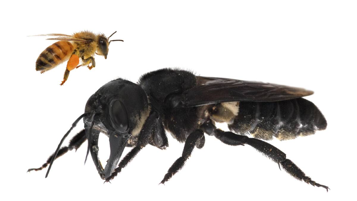 BIGGIE: One of the first images of a living Wallace’s giant bee. Megachile pluto is the world’s largest bee, which is approximately four times larger than a European honeybee. Photo: Clay Bolt, claybolt.com