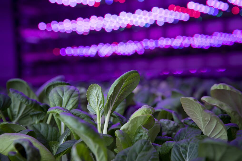 BRIGHT: Western Australian-based Eden Towers will construct four 12m growth towers for precision-controlled indoor vegetable production. 