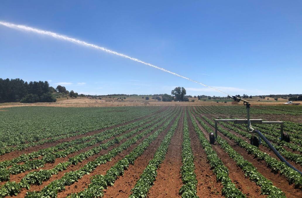 WET: The seed potato crops receive up to 1.5MLha from the hard hose irrigator.