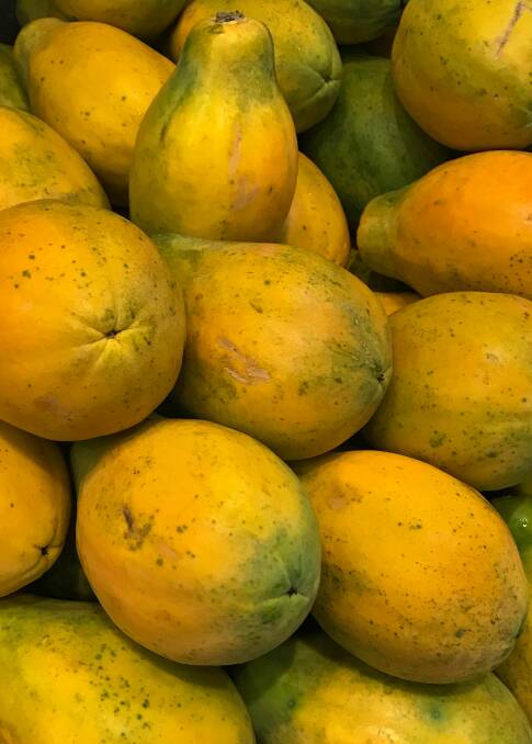 NEW FRUIT: New papaya plantings are producing new fresh fruit this season. 