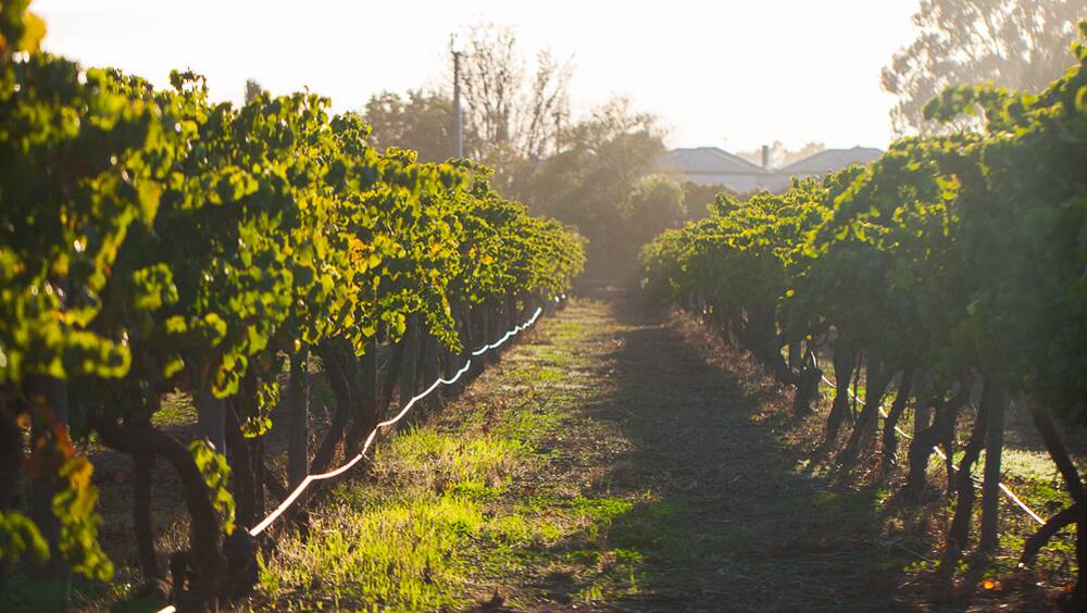 AGED: The Marion Vineyard in suburban Adelaide is believed to be the oldest commercial urban vineyard in the world. 