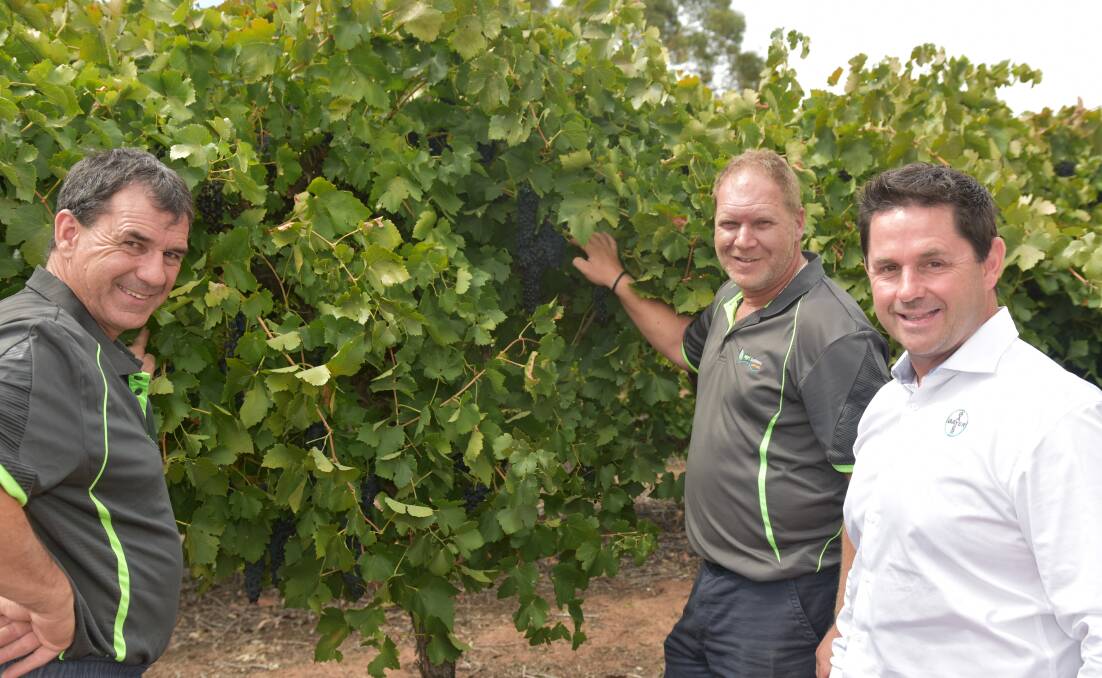 INSPECTION: Brett Morgan and  Andrew Duffield, Agri Business Supplies, Ramco with Bayer commercial sales representative, Darren Alexander checking the quality of some local Shiraz grapes prior to harvest.
