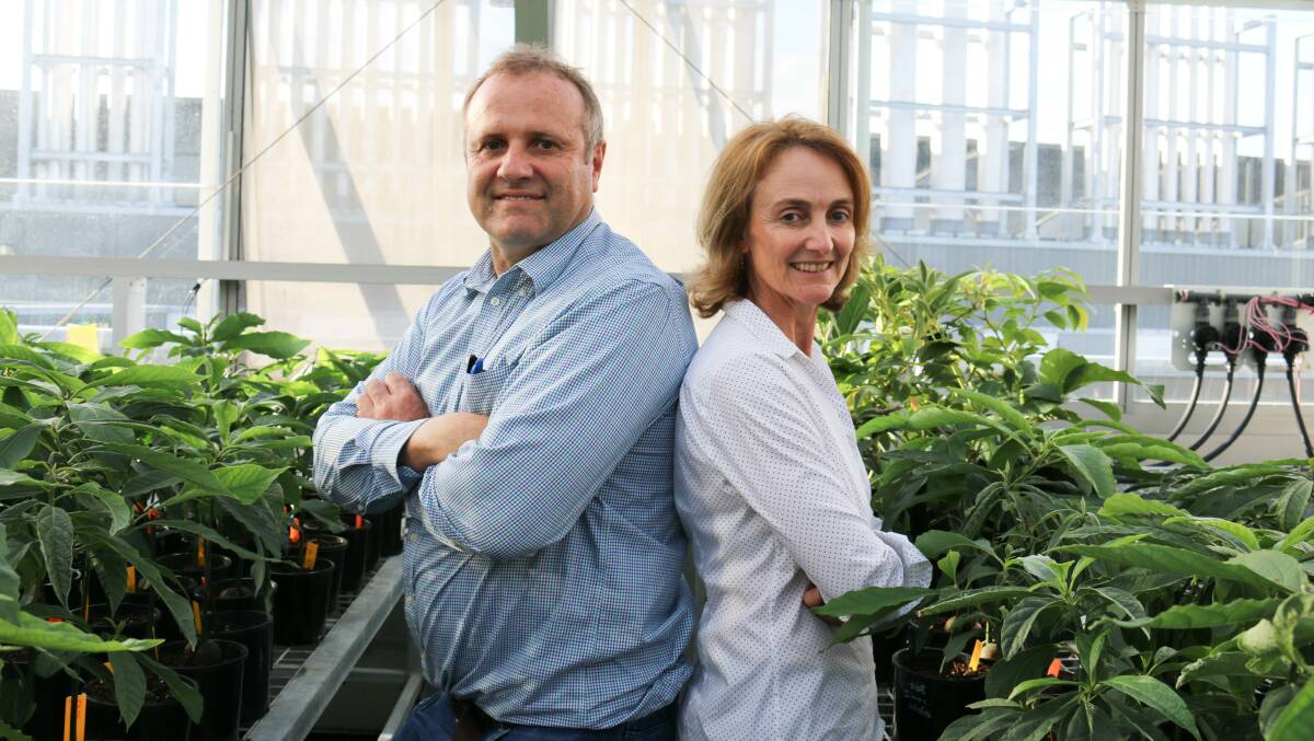 AVO FOCUS: QAAFI researchers, Dr Andrew Geering and Dr Liz Dann are working on projects to help protect the avocado industry from both present and future diseases. 