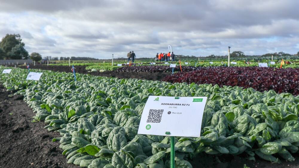 INNOVATION: Vegetable breeder, Rijk Zwwan, continues to innovate with its product lines. 