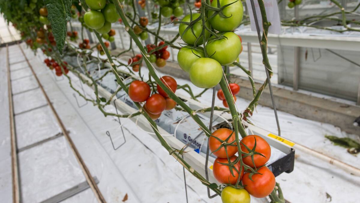 NO LEVY: Currently, glasshouse tomato growers do not pay a levy, something which Protected Cropping Australia suggests hinders the industry from accessing commonwealth funds for research and development.