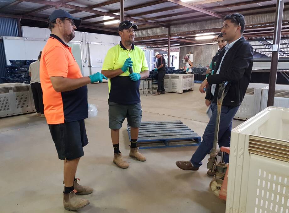 DISCUSSION: Rockmelon growers and packers, Anthony and Kuzmicich, speak with Dr SP Singh from the NSW DPI on improving food safety procedures at their Carnarvon facility. 
