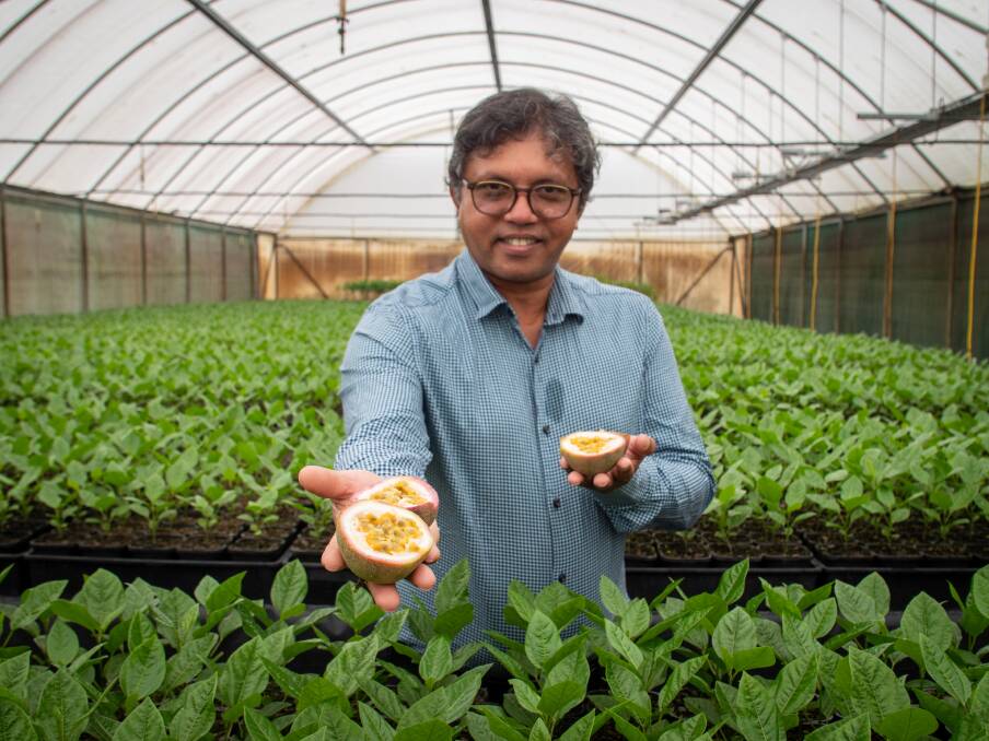 Dr Mobashwer Alam, Queensland Alliance for Agriculture and Food Innovation (QAAFI), is heading up the passionfruit breeding project to breed new varieties suitable for Australian conditions and consumers. Picture supplied