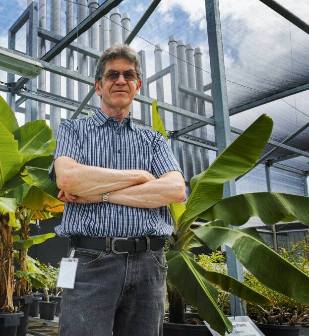 DIGGING: University of Queensland plant virologist associate professor John Thomas says the suite of viruses in garlic affects the crop's yield potential. 