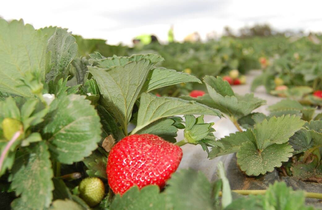 COLLABORATION: Draslovka Services developed its product, EDN, through direct collaboration with the Australian strawberry industry.