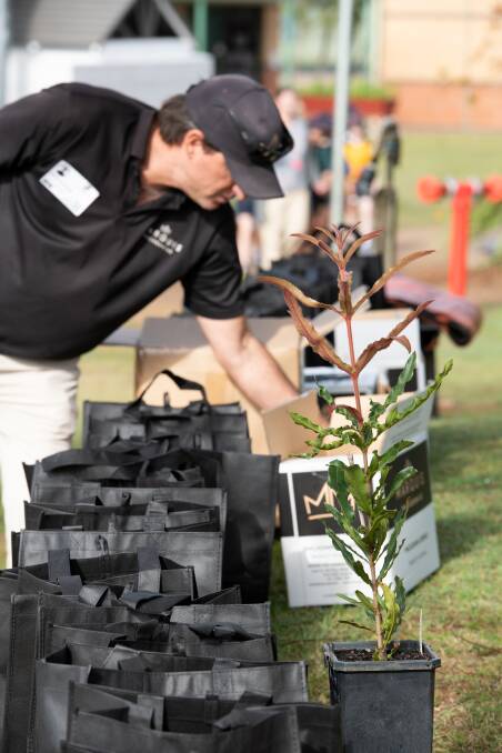 RARE: Marquis Macadamias donated the six rare, native macadamia trees for planting at local schools in the Bundaberg area.