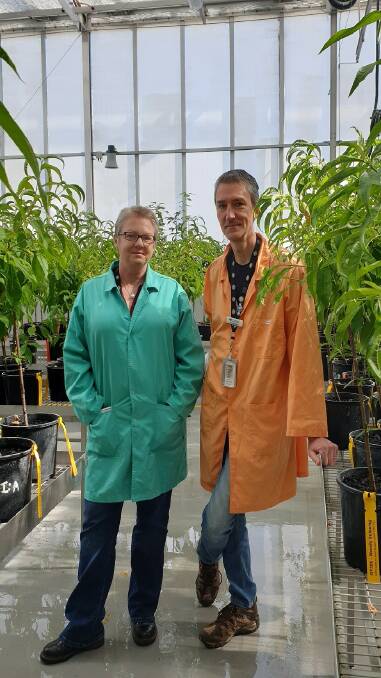 Dr Julie Pattemore (SSG) and Dr Adrian Dinsdale (PIC) at PEQ with stonefruit woody indicator plants. These fruit trees act as sentinels for plant diseases, and will now be unnecessary with the introduction of high throughput sequencing. Picture supplied
