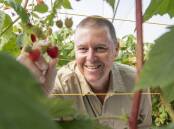 Gavin Scurr, managing director, Pinata Farms, has become the chair of the Australian Fresh Produce Alliance for 2024. Picture supplied