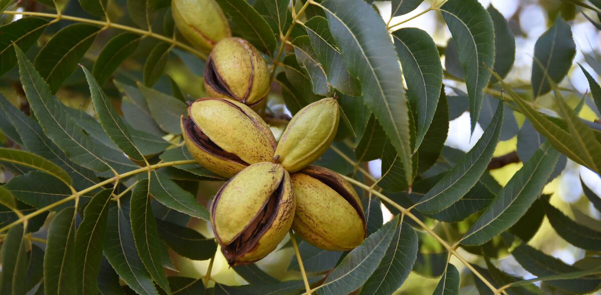 MONEY: The current price for pecan nuts is between $5 to $6 per kilogram. 