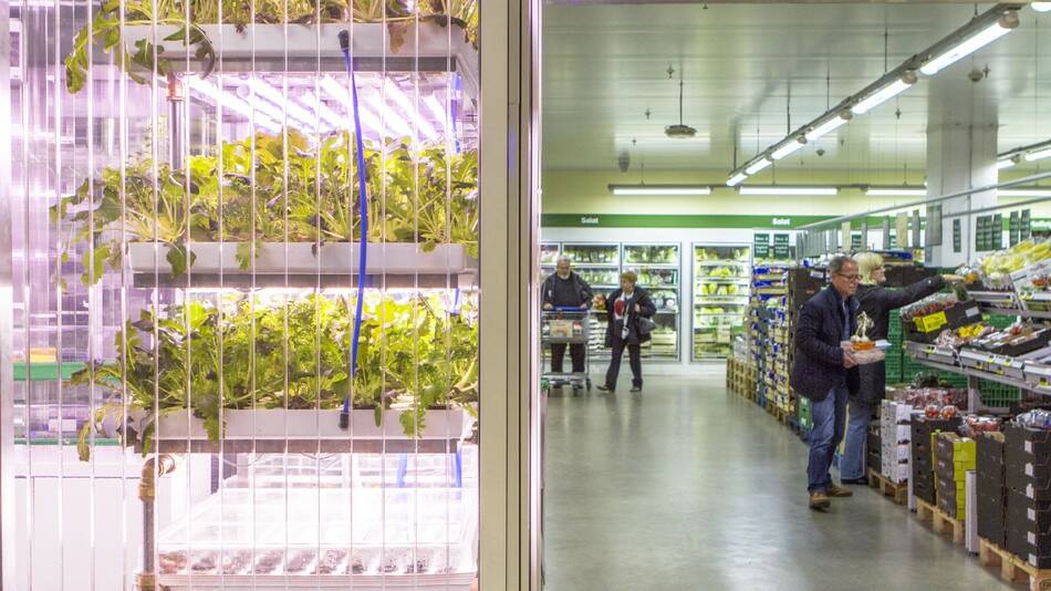 GOING IN: Vertical farms are beginning to be incorporated into supermarkets with this example of an in-store vertical farm at Metro retail market. 