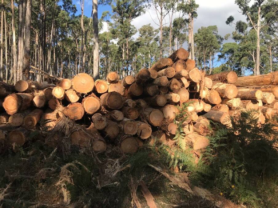 Logs piled up in Wombat Forest, Victoria, in February 2024 following forest fire management activities. File picture