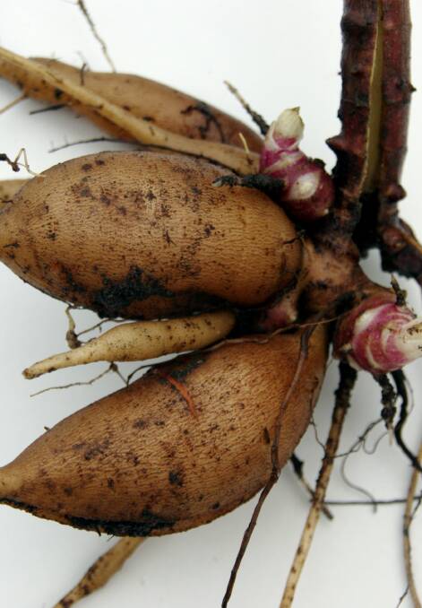 NEW: Yacon is an ancient Inca root vegetable that can be eaten raw, cooked  or preserved. 