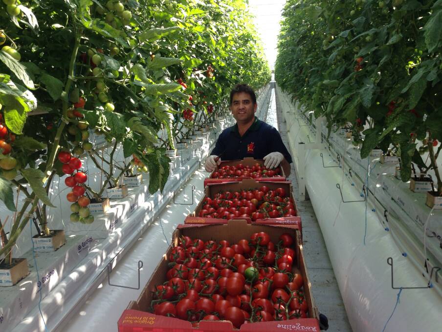 FRENCH CONNECTION: Keshav Timalsena inspecting tomatoes in Marseille, south of France, during his individual Nuffield study tour. 