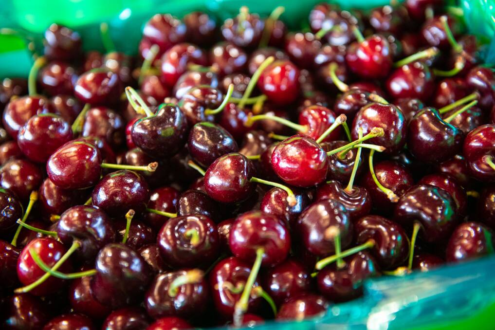 BEST: Australian cherries are highly regarded on international markets, even to the point of having their branding fraudulently copied by unscrupulous traders. 