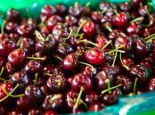 BEST: Australian cherries are highly regarded on international markets, even to the point of having their branding fraudulently copied by unscrupulous traders. 