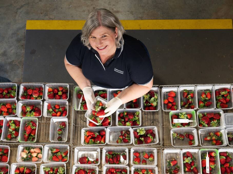 Department of Agriculture and Fisheries Queensland principal plant breeder Dr Jodi Neal says breeding a strawberry that is suited to robotic picking will reduce harvesting time, resulting in a more profitable outcome for growers. Picture by DAFQ